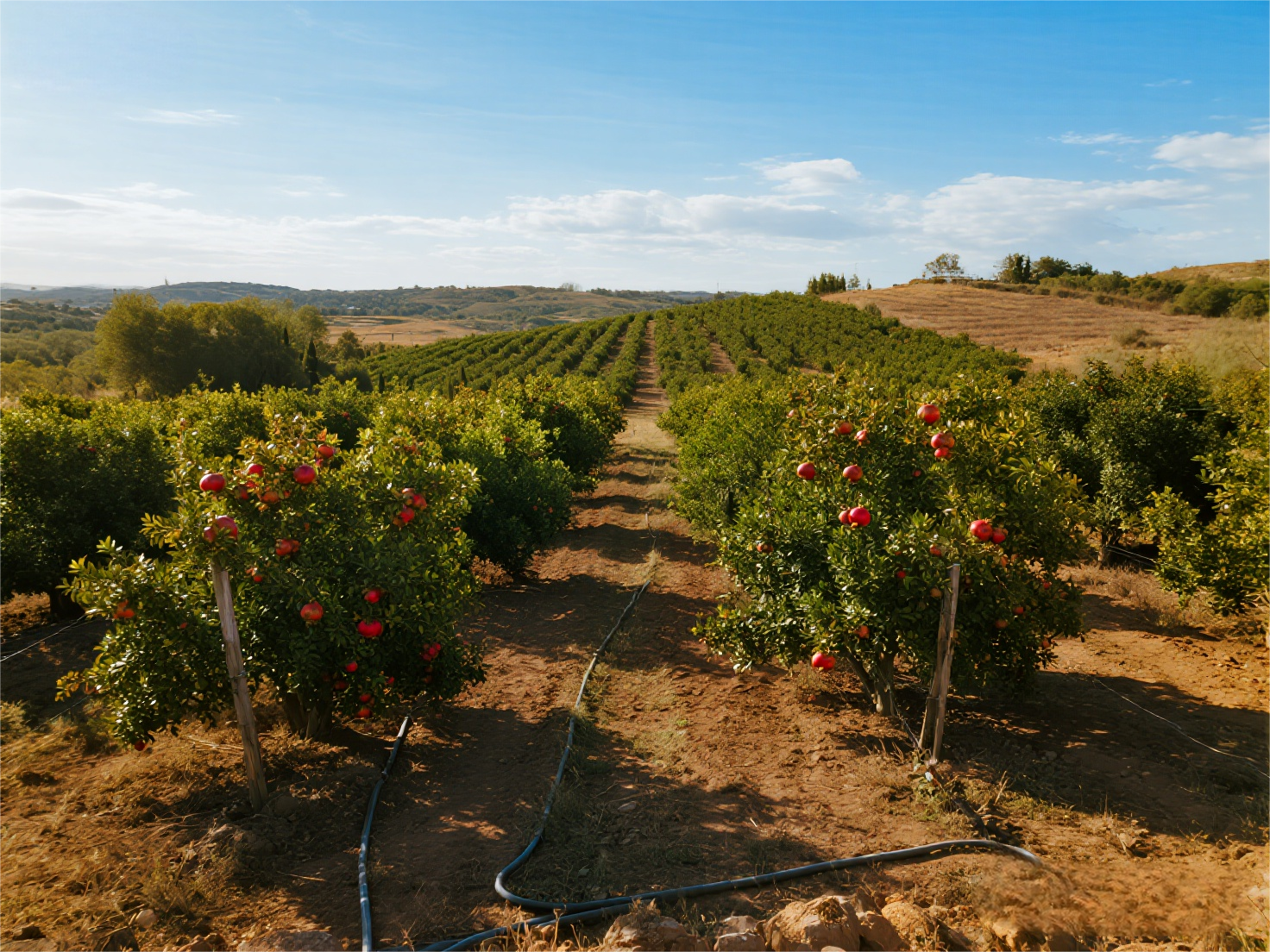 石榴种植基地