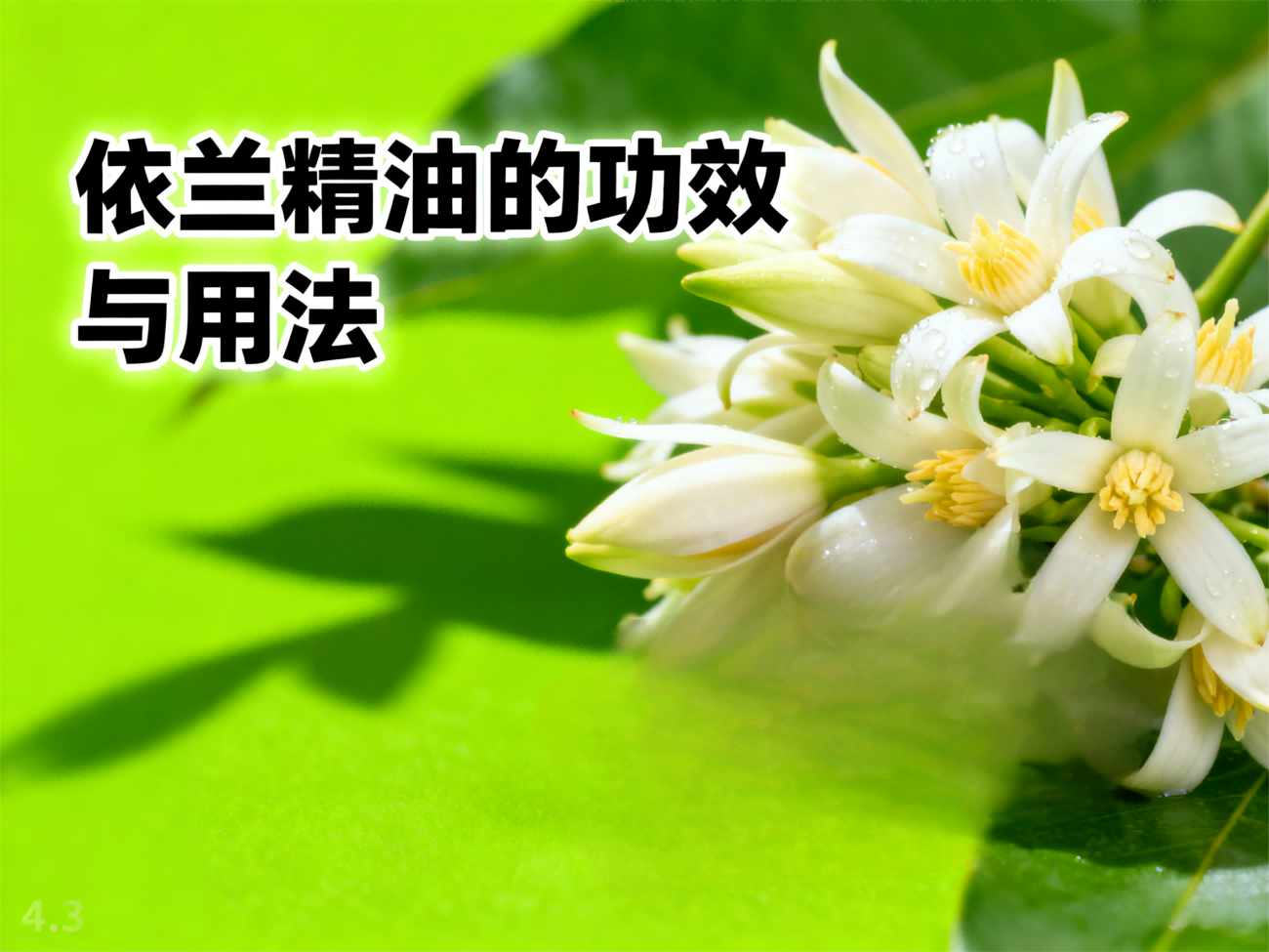 依兰精油的功效与用法