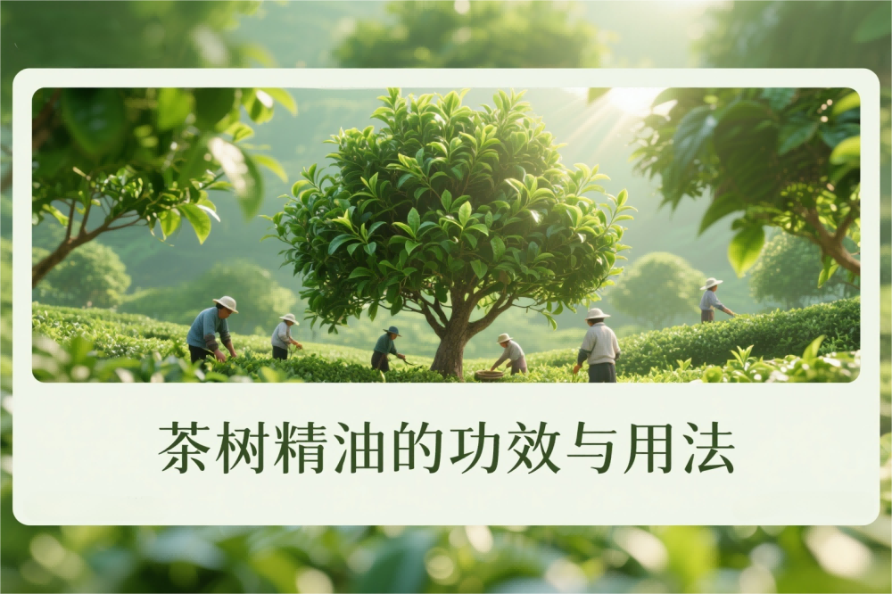 茶树精油的功效与用法