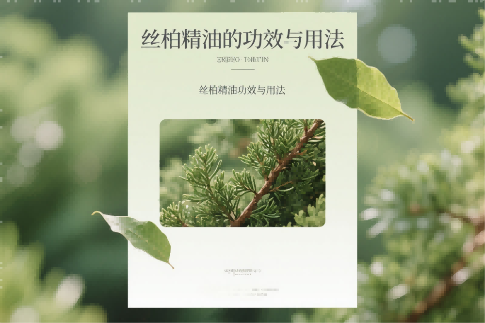 丝柏精油的功效与用法