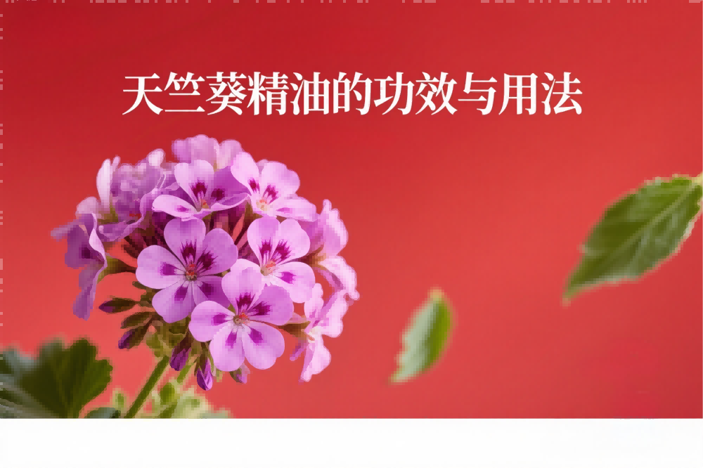 天竺葵精油的功效与用法