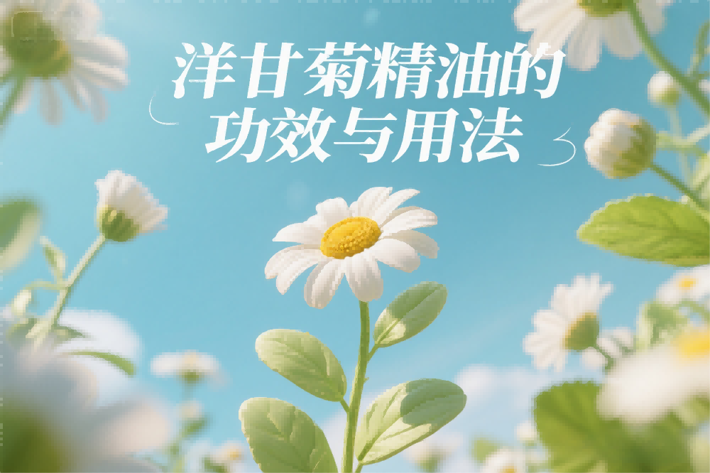 洋甘菊精油的功效与用法