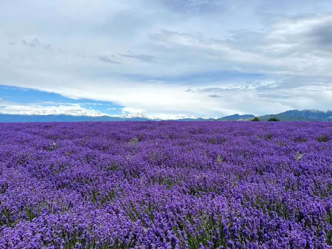 薰衣草10.jpg